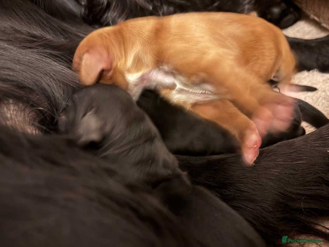 Cockapoo dogs for sale: F1 cockapoo  - Advert 9