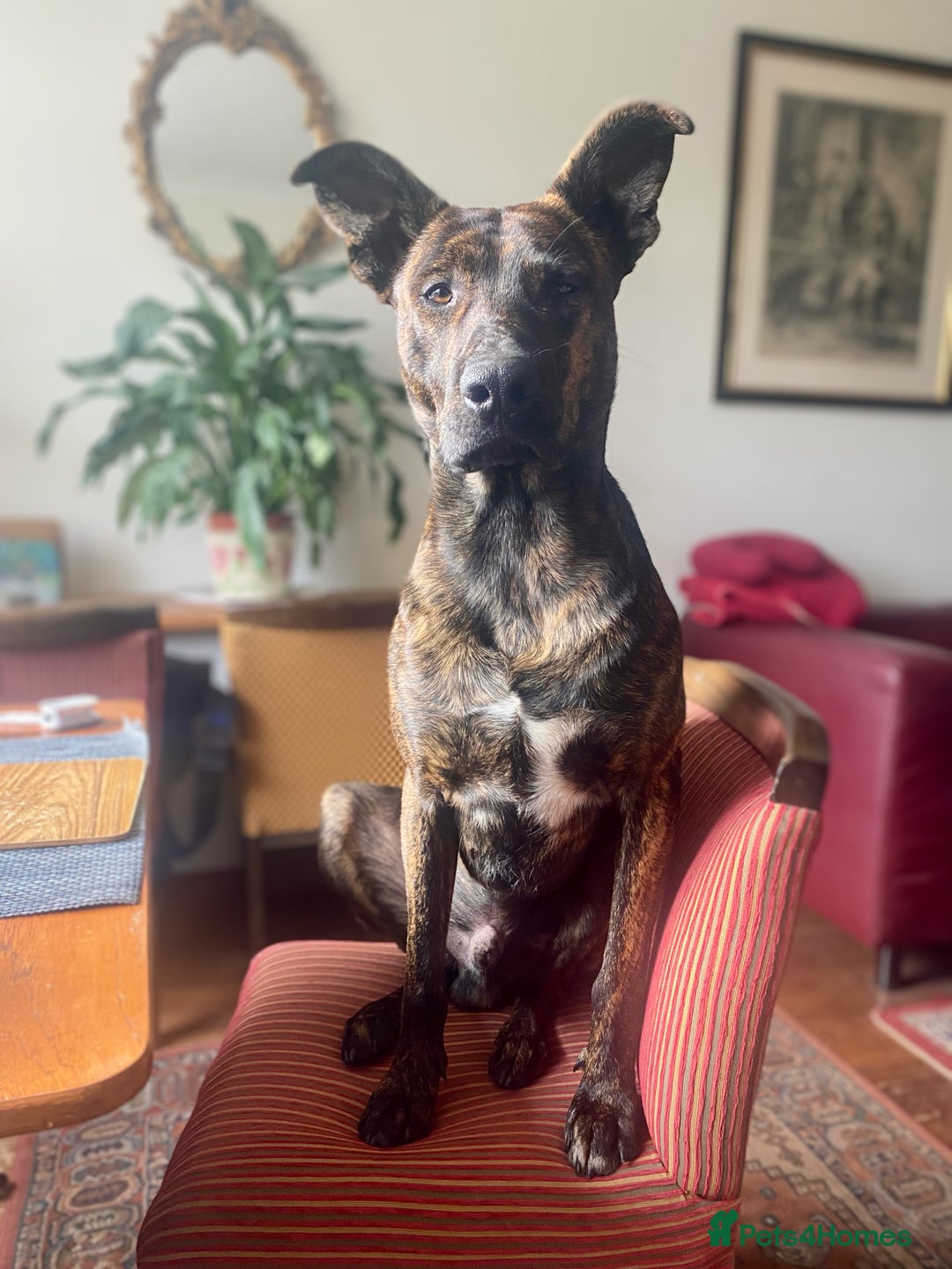 Mixed Breed dogs for sale: Shepherd Mix - Image 2