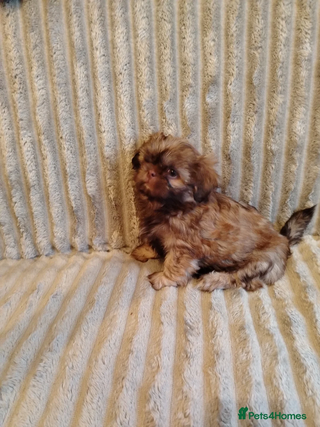 Shih Tzu dogs for sale: Beautiful imperial shih tzu babies  - Advert 22