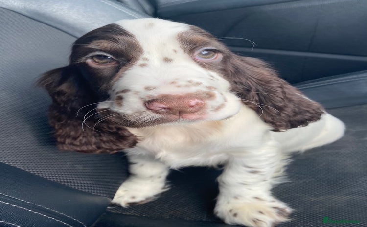 Cocker Spaniel dogs - Advert 4