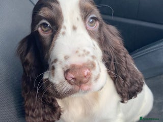 Cocker Spaniel dogs - Advert 4