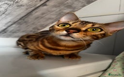 Bengal cats for sale: 🐾 Stunning Bengal Kittens for Loving Homes 🐆 - Image 2