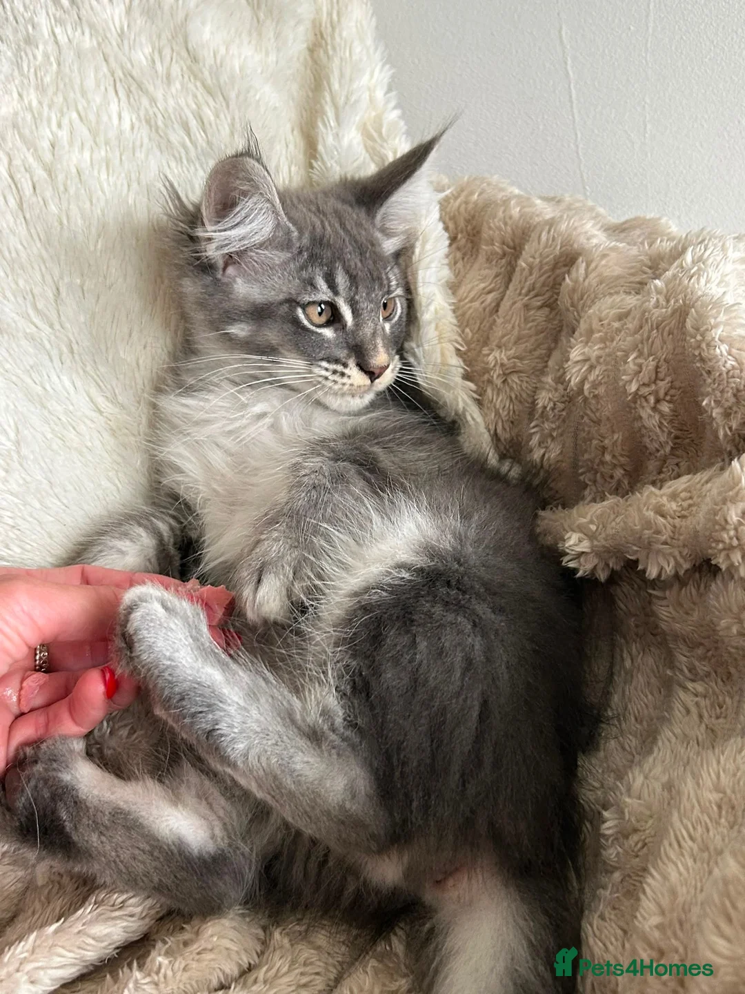 Maine Coon cats for sale: Beautiful Fullbreed Mainecoon kitten - Advert 19