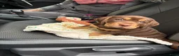 Mixed Breed dogs for sale: Mixed Breed Puppy - Advert 4