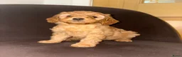 Labradoodle dogs for sale: F1b Labradoodle Puppies  in Morecambe - Advert 7
