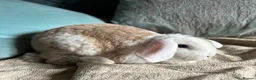 Mini Lop rabbits for sale: Gorgeous and friendly Mini Plush Lop Babies - Advert 4