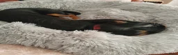 Dachshund dogs for sale: Wirehaired Dauchund  in Sheffield - Advert 2