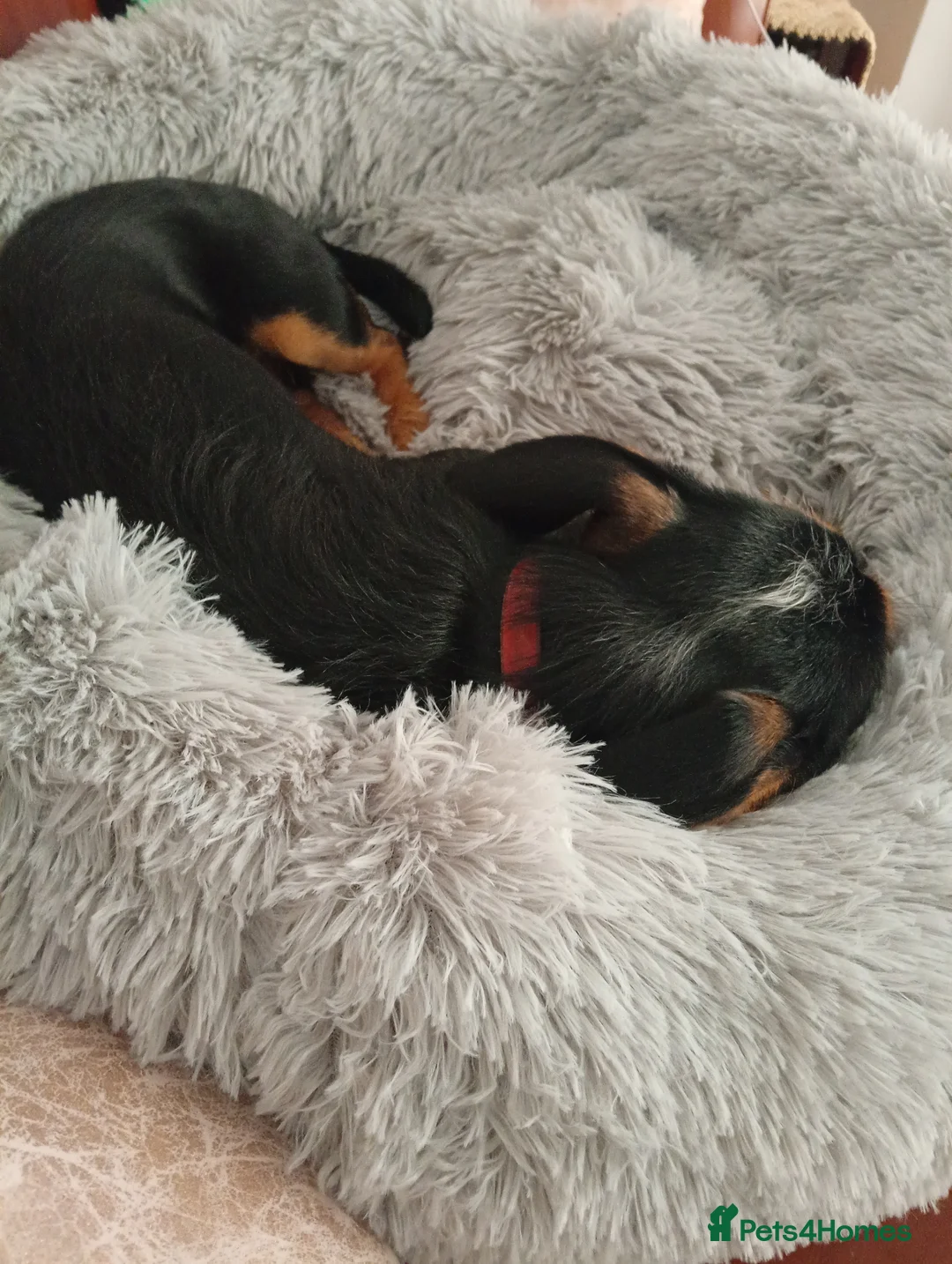 Dachshund dogs for sale: Wirehaired Dauchund  in Sheffield - Advert 2