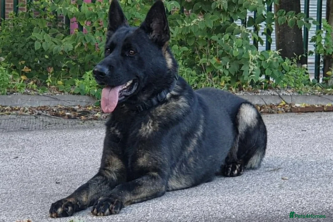 German Shepherd dogs for sale: Quality litter GSD @icepack kennels  - Advert 6