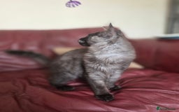 Maine Coon cats for sale: TICA reg black smoke female ready now - Image 3