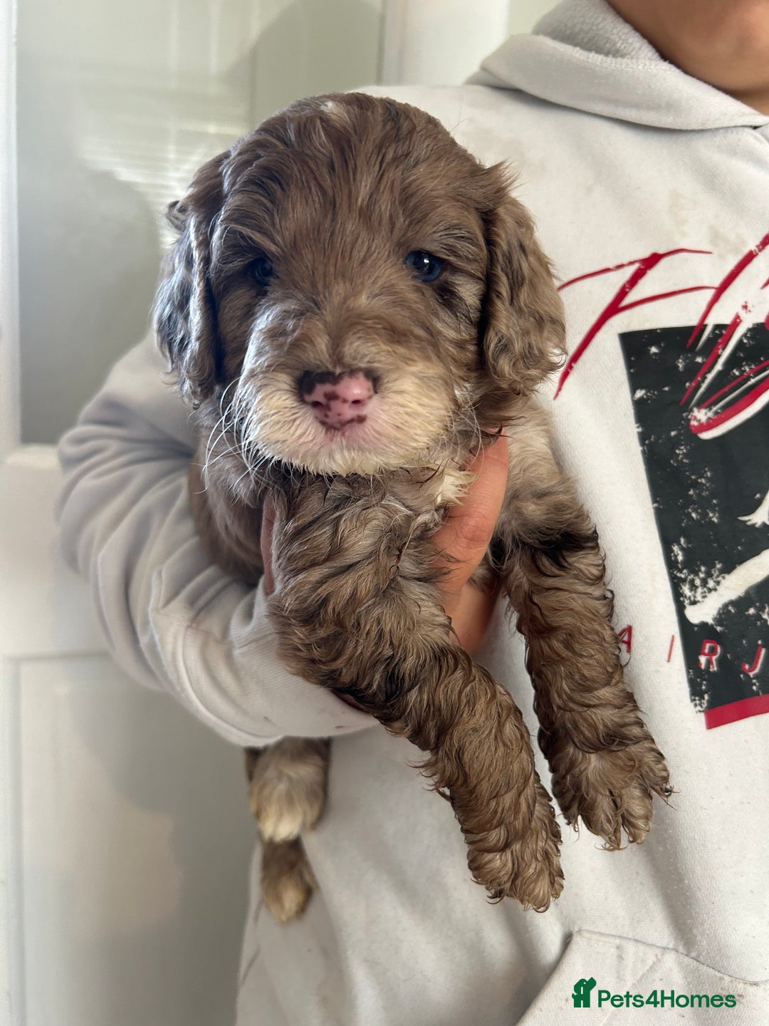 Cockapoo dogs for sale: Stunning f1 show cockapoos  - Image 9