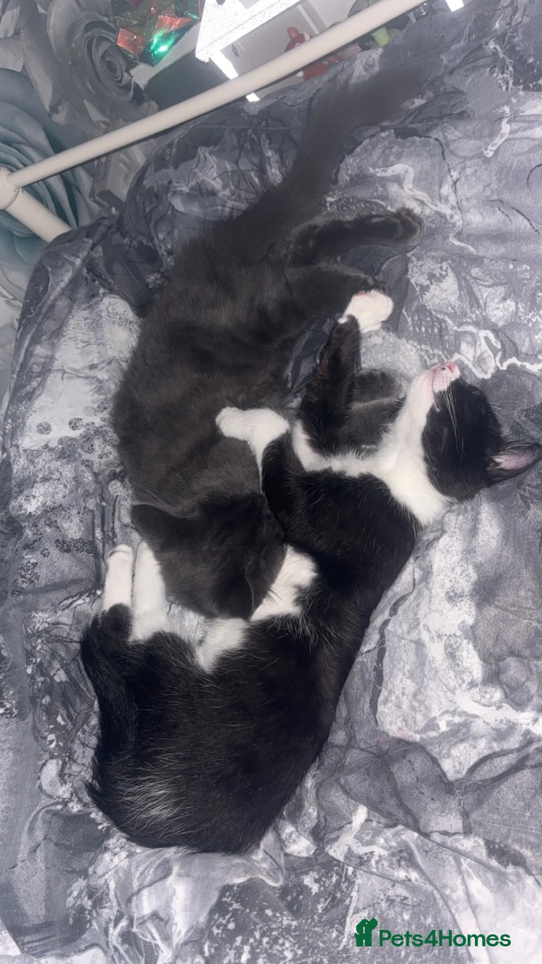 Mixed Breed cats for sale: 2 male kittens must be rehomed together  - Advert 18