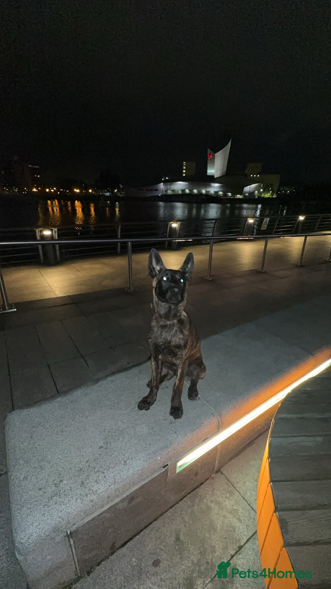 Belgian Shepherd Dog dogs for sale: Max the Dutch shepherd  - Image 2