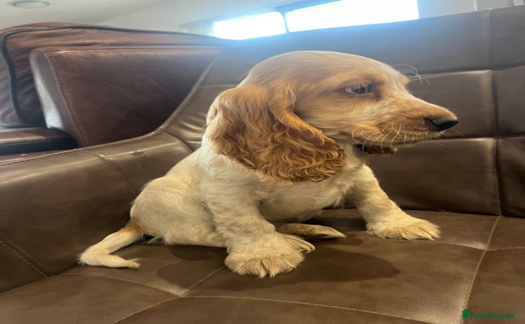 Cocker Spaniel dogs - Advert 1