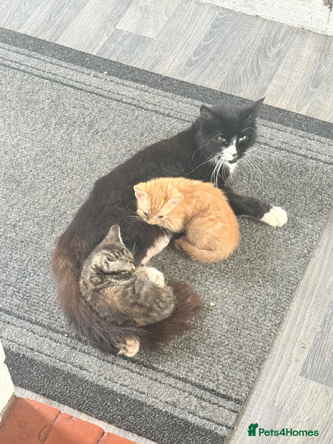 Domestic Shorthair cats for sale: 7 kittens available for homes today  in Wigan - Advert 1