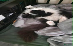 Maine Coon cats for sale: 2 beautiful (certified pure-bred) maine coons - Image 9