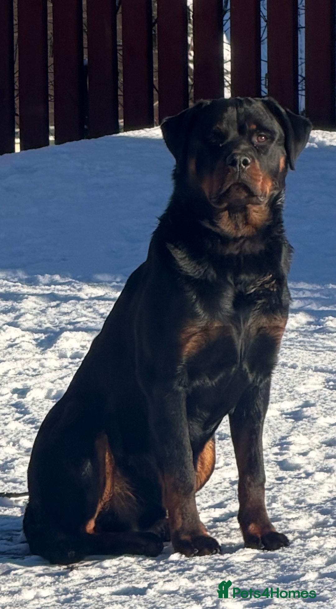 Rottweiler dogs for sale: Champion Bloodline Old School Rottweiler! - Advert 4