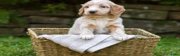 Cockapoo dogs for sale: 7 Beautiful F1 Cockapoo’s  - Advert 7