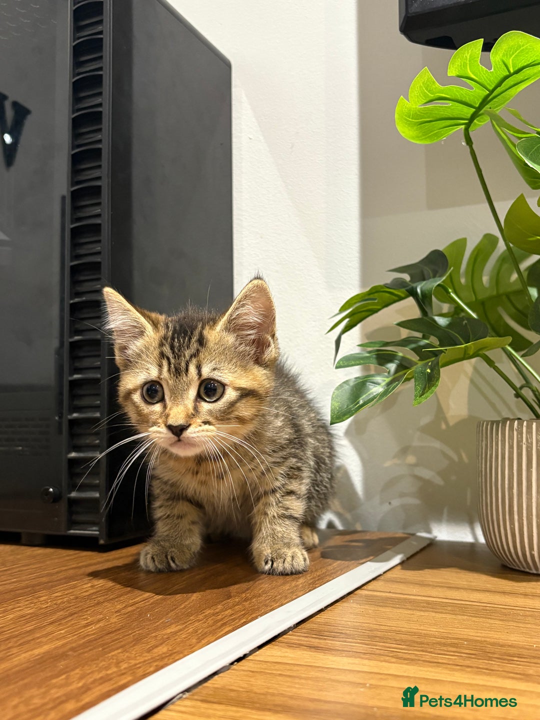 Domestic Shorthair cats for sale: Kitten for sale  - Image 1
