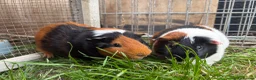 Guinea Pig rodents for sale: Piggies if all ages looking for forever homes - Advert 2