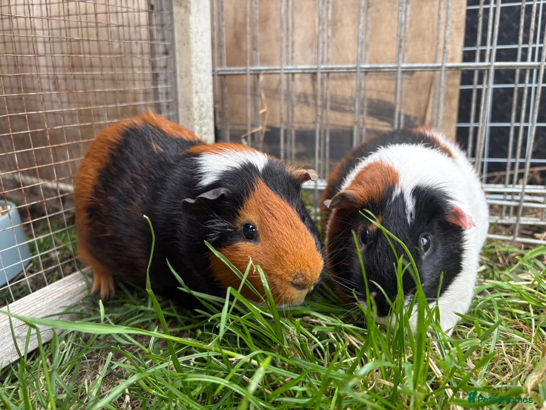 Guinea Pig rodents for sale: Piggies if all ages looking for forever homes - Advert 2