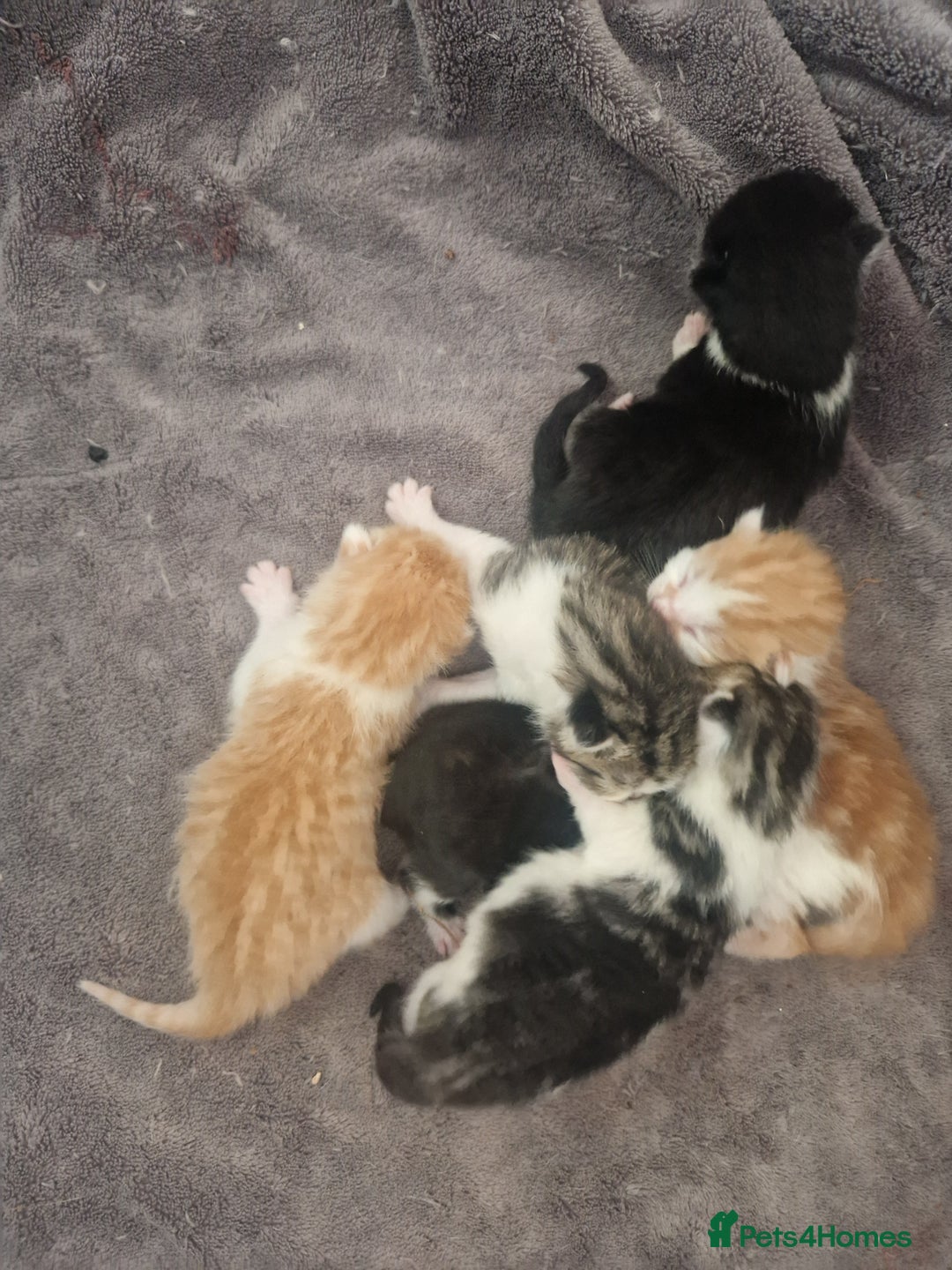 British Shorthair cats for sale: Six Gorgeous Kittens Available From Next Week - Image 17