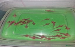 Pond Fish fish for sale: Juvenile Axolotils - Image 7