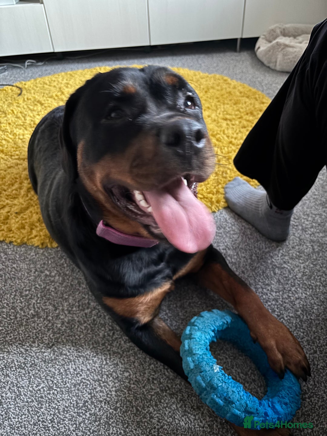 Rottweiler dogs for sale: 13 month old female Rottweiler  - Image 2