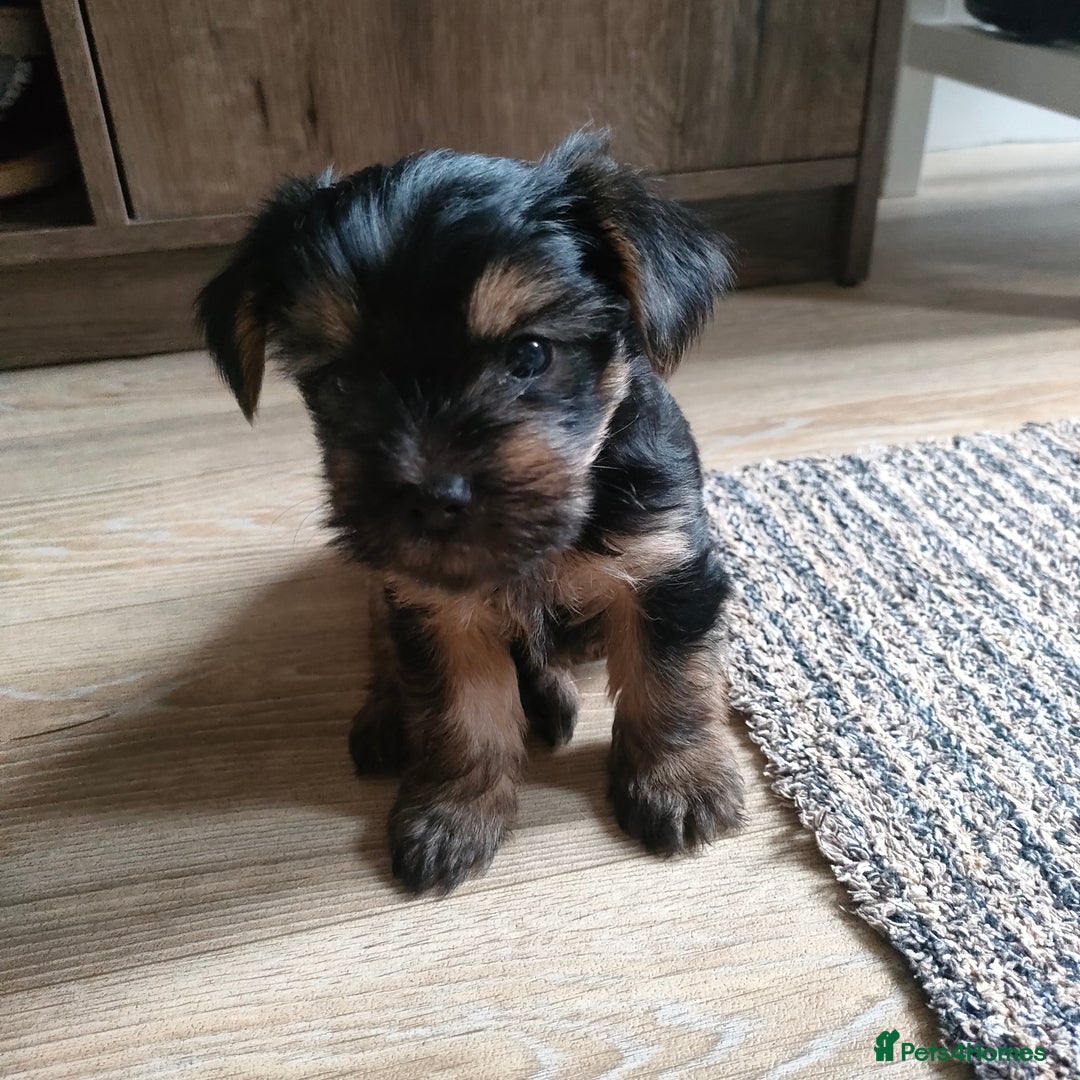 Yorkshire Terrier dogs for stud: Yorkshire terrier for stud in Telford - Advert 5