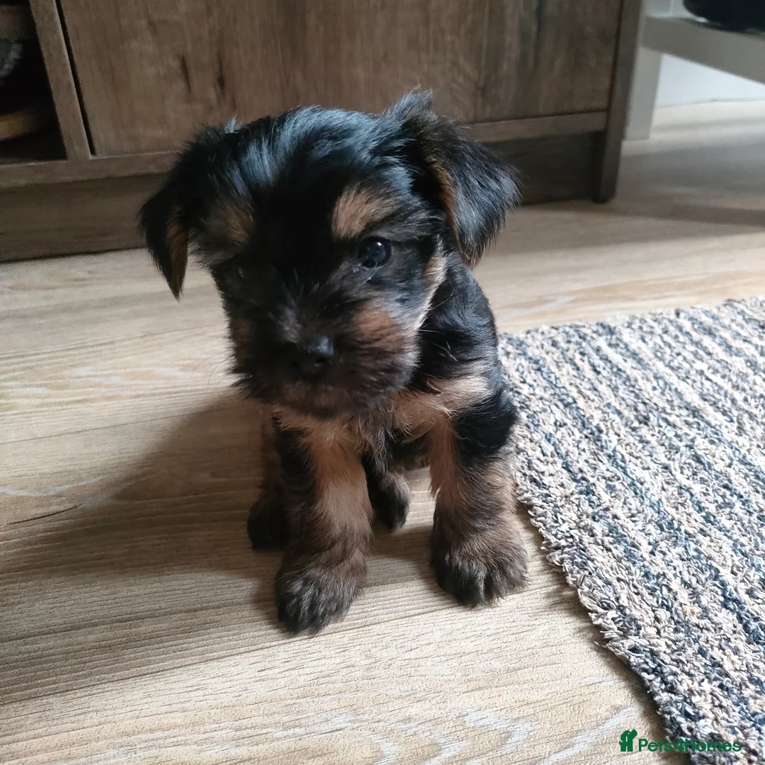 Yorkshire Terrier dogs for stud: Yorkshire terrier for stud in Telford - Advert 5
