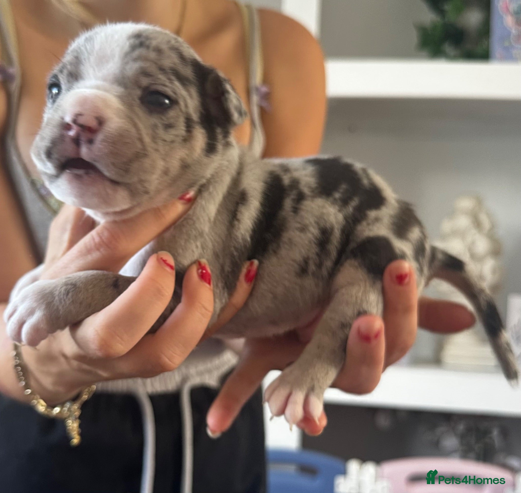 Mixed Breed dogs Pocket bully x Staffie pups  - Advert 7