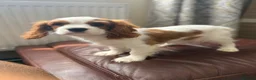 Cavalier King Charles Spaniel dogs for sale: Very active and super sweet boy is ready to go - Advert 24