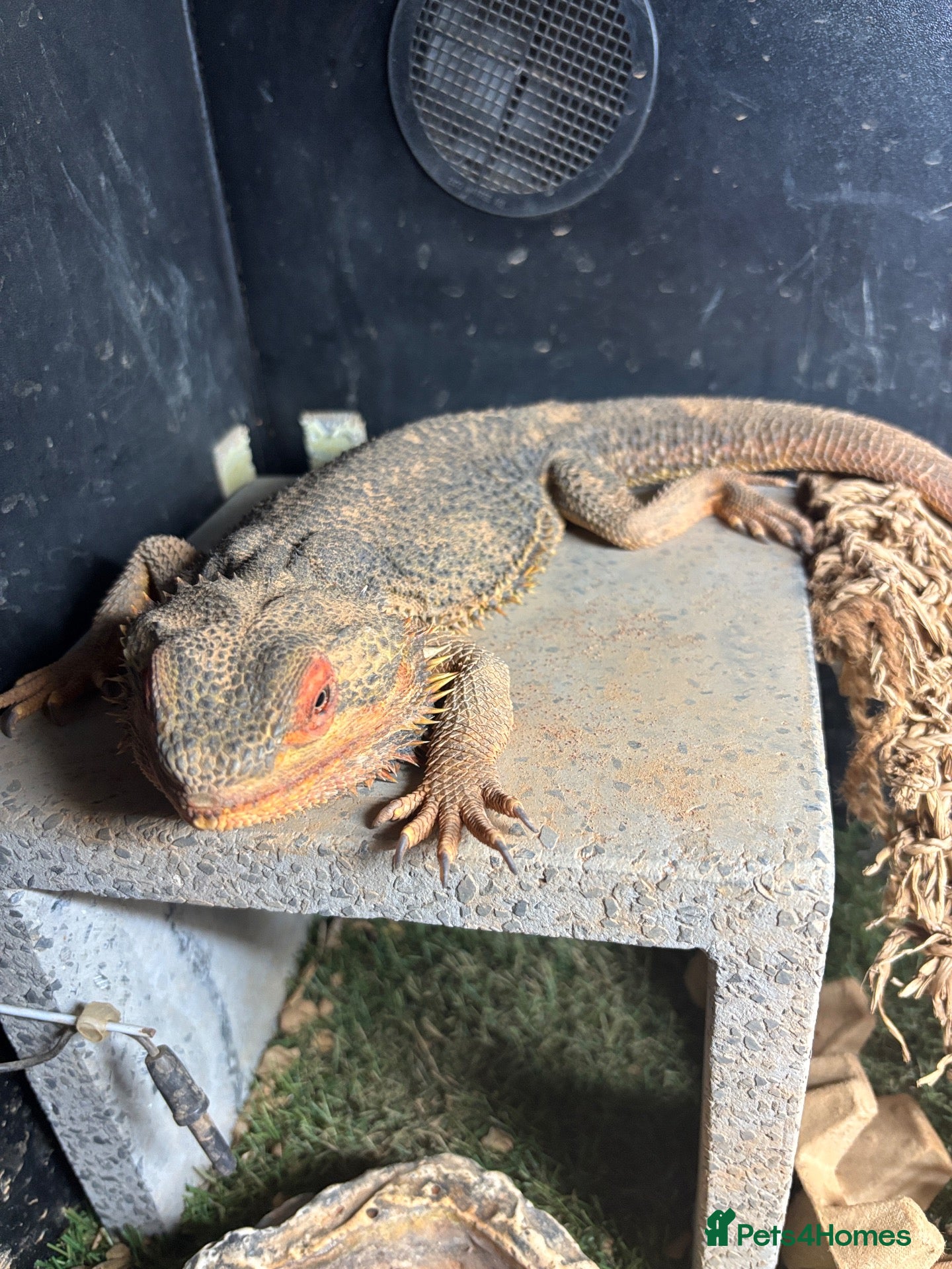 Bearded Dragon reptiles for sale: Bearded dragon Free to a good home - Advert 7