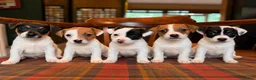 Jack Russell dogs for sale: Traditional Jack Russell Terriers  - Advert 1