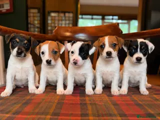 Jack Russell dogs Traditional Jack Russell Terriers - Advert 4