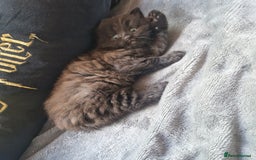 Mixed Breed cats for sale: Stunning kitty's please read full ad  - Image 17