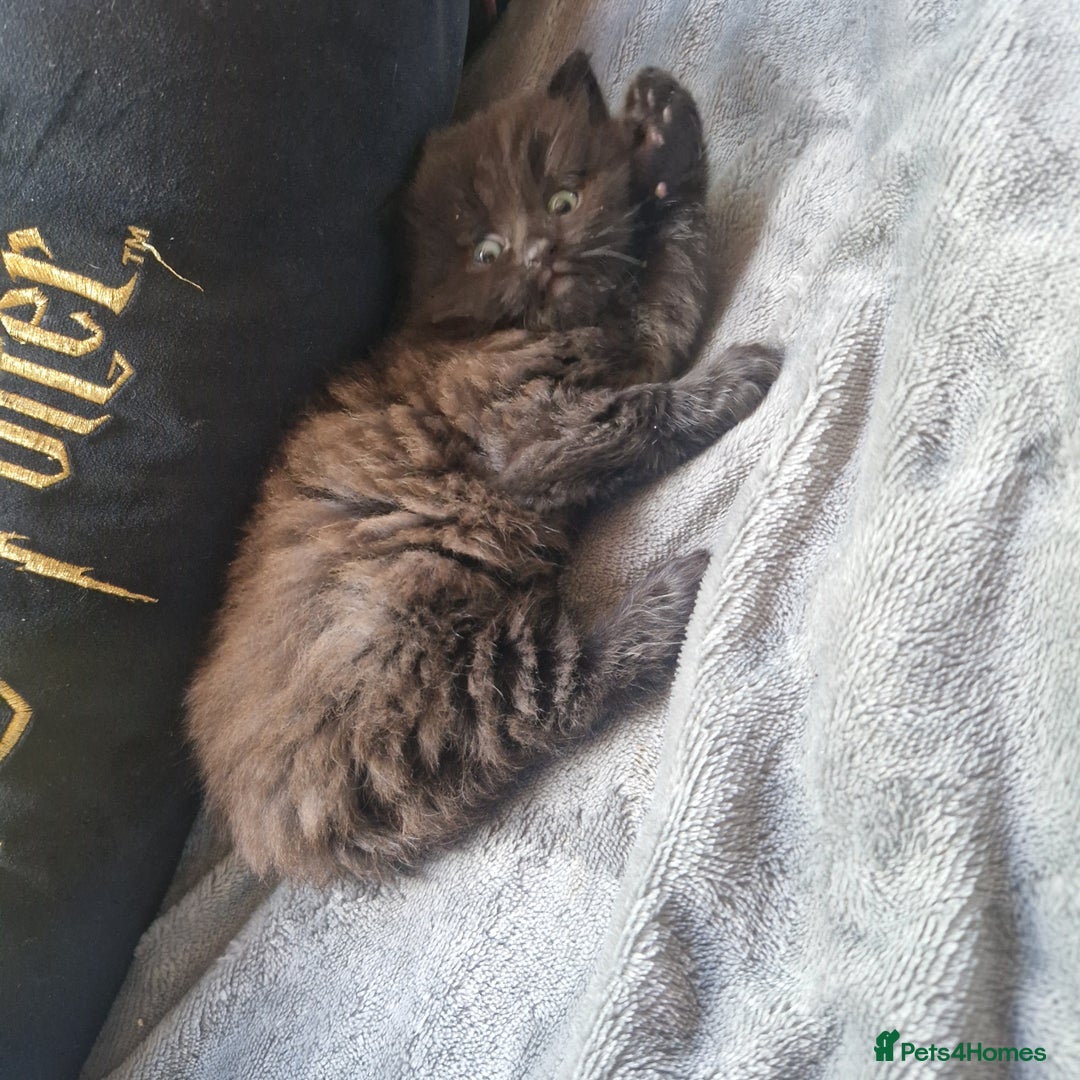 Mixed Breed cats for sale: Stunning kitty's please read full ad  - Image 17
