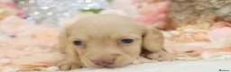Miniature Dachshund dogs for sale: KC Longhair Miniature Dachshund Puppies in Wisbech - Advert 26