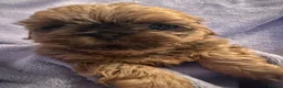 Shih Tzu dogs for sale: Stunning imperial Shihtzu puppies Kc registered  - Advert 5
