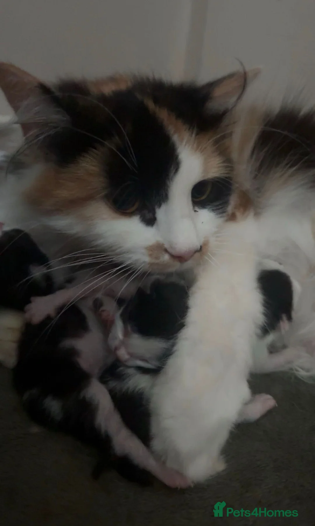 Mixed Breed cats for sale: 4 beautiful kittens looking for their forever home - Advert 12