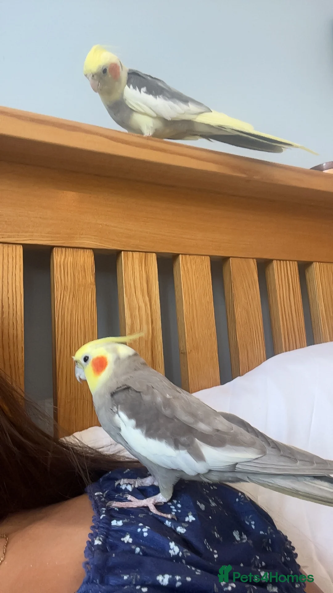 Cockatiels birds for sale: Two cocktails 18 months  - Advert 2