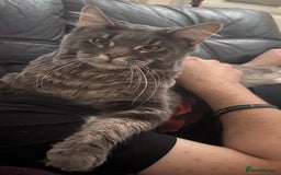 Maine Coon cats for sale: Maine coon kittens for sale  - Image 7