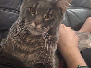 Maine Coon cats - Advert 2