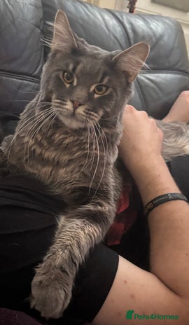 Maine Coon cats - Advert 6