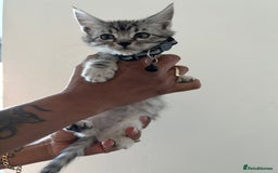 Bengal cats for sale: Bengal x Maine coon  - Image 5