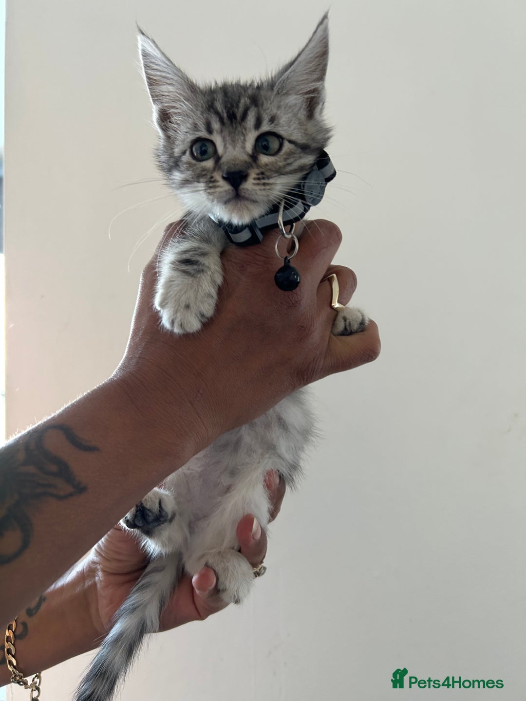 Bengal cats for sale: Bengal x Maine coon  - Image 5