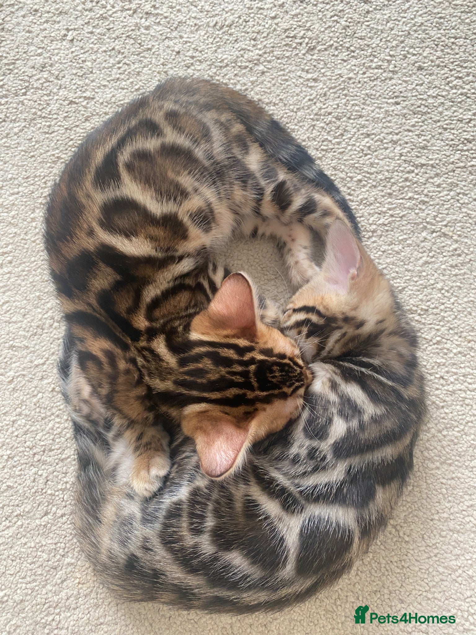 Bengal cats ✨✨ONLY 3 Boys 😻LEFT  - Advert 2