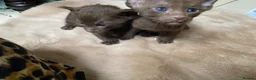 Suffolk cats for sale: Suffolk Chocolate Female Kittens - Advert 3