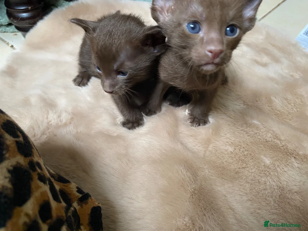 Suffolk cats for sale: Suffolk Chocolate Female Kittens - Advert 3