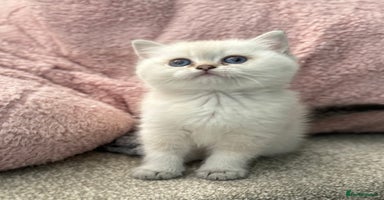 British Shorthair cats - Advert 5